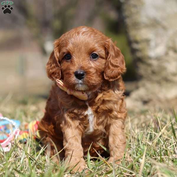 Phoenix, Cavapoo Puppy